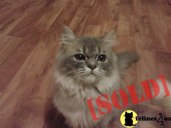 Nice Silver Tabby Persian Male
