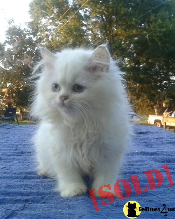 Very Nice Solid White Blue Eyed Female Persian 