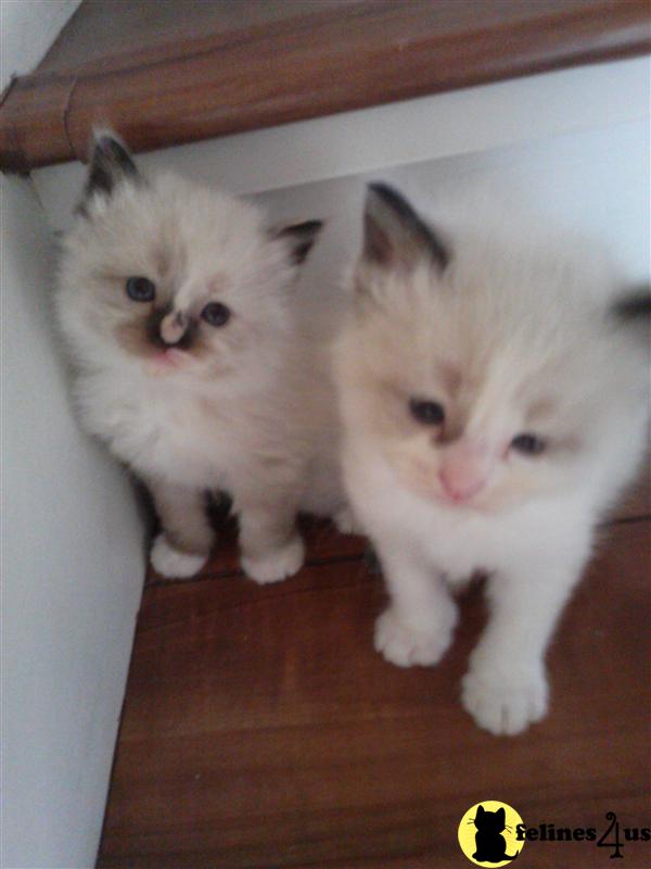 Kittens for Sale