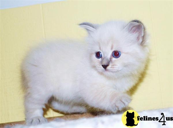 Siberian Kittens in Washington