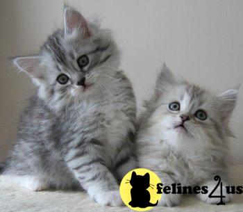 Siberian Kittens in Washington