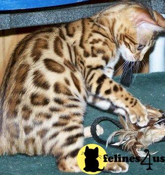 Savannah Kittens in Washington