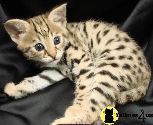 Savannah Kittens in Washington