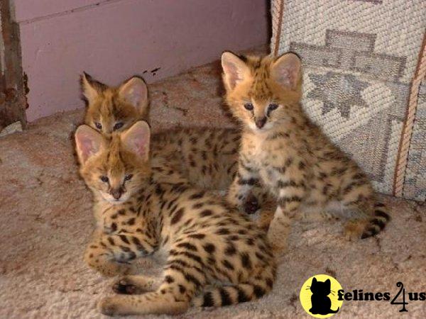 Savannah Kittens in Washington