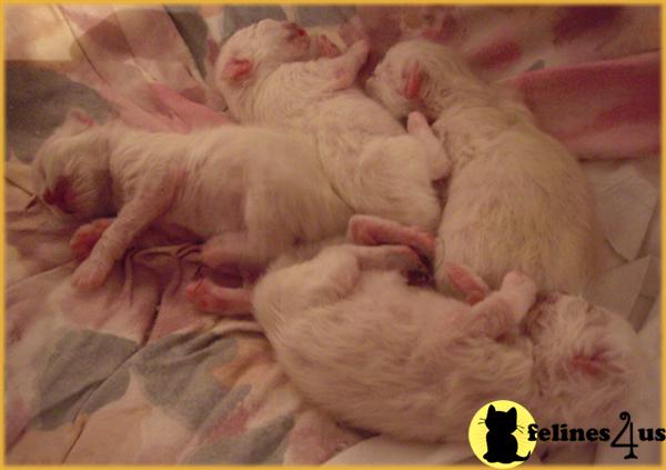 Birman kitten for sale