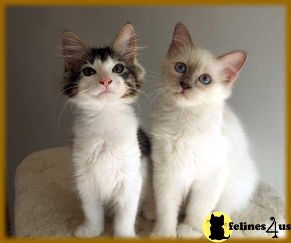 Norwegian Forest Cat Kittens