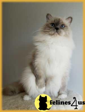 Cats for Sale