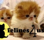 Kittens for Sale in Arizona
