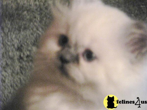 Kittens for Sale in New York