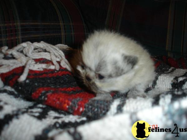Himalayan seal point male kitten available