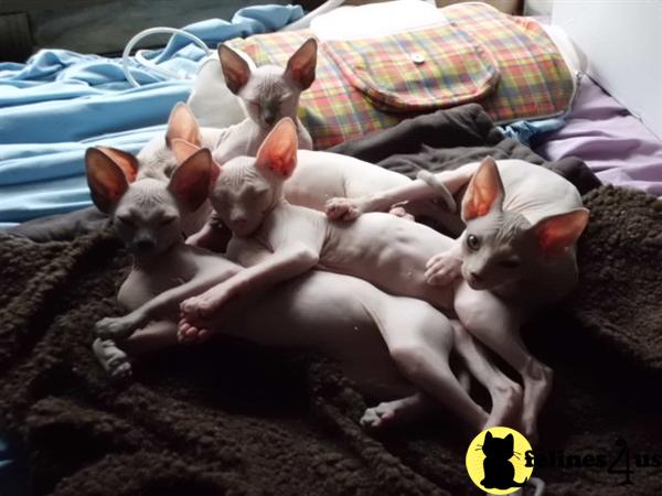 Sphynx Kittens in Florida