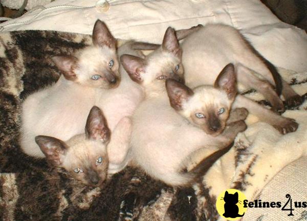 Kittens for Sale in New Mexico