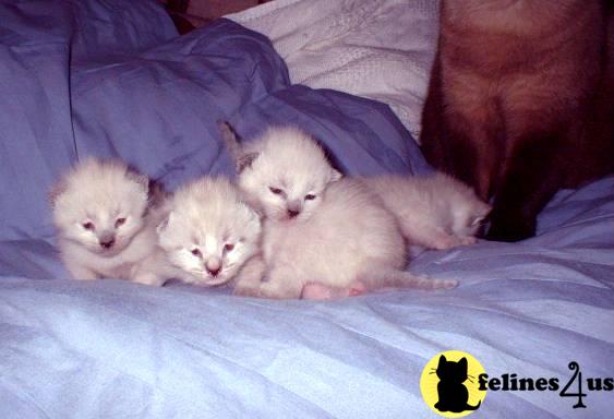 Purebred Manx Cymric kittens 