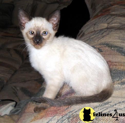 CLASSIC SIAMESE KITTEN AVAILABLE