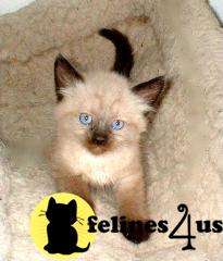 Siamese Kittens