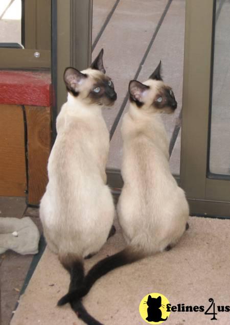 Siamese Kittens