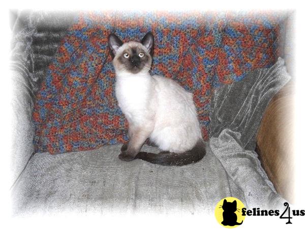 Siamese Kittens