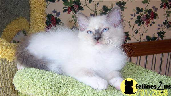 Kittens for Sale in North Carolina