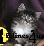 Kittens Available