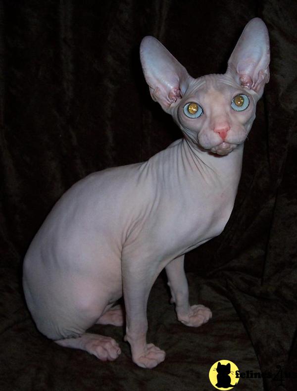 Sphynx Kittens in Missouri