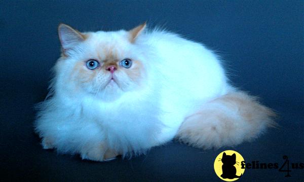 Cats for Sale