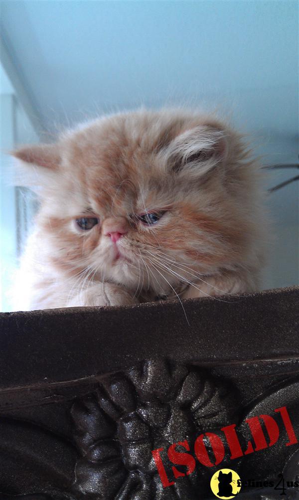 Persian Kittens for sale male