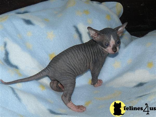 Int Ch Lines And Qgc Lines Sphynx Kittens will Sell Breeders
