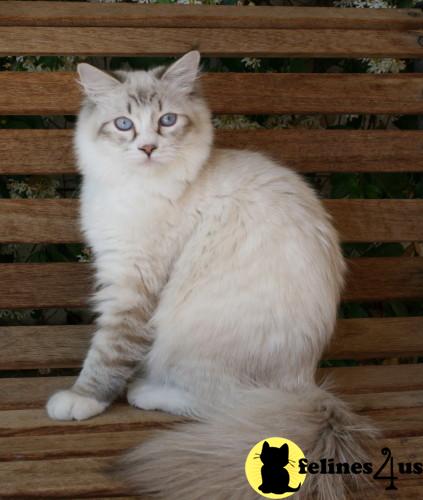 Siberian Kittens