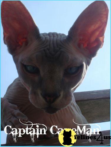Cats for Sale