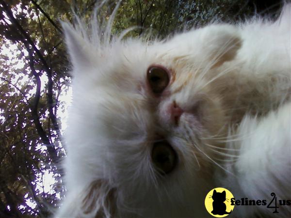 Kittens for Sale in Maryland