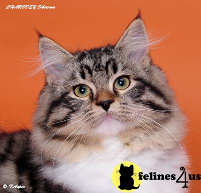 Cats for Sale