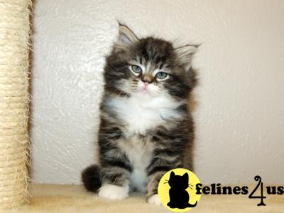 Siberian Kittens