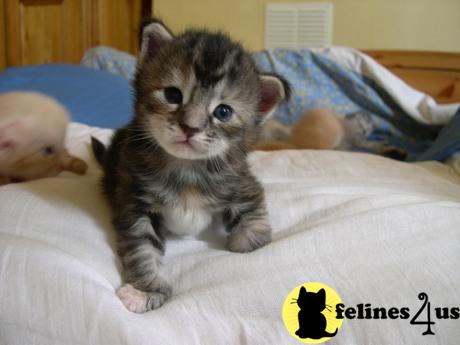 MI USA, Maine Coon Kittens
