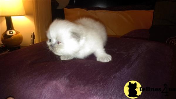 Himalayan Kittens