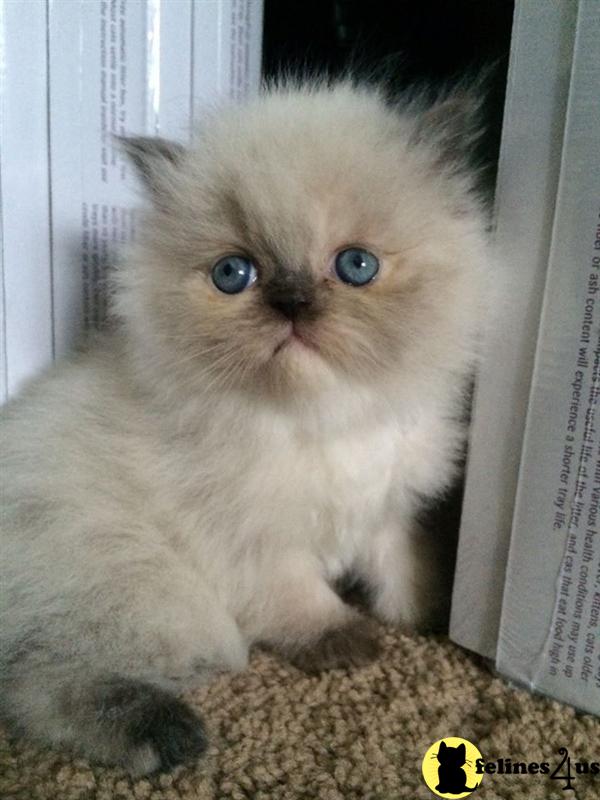 Kittens for Sale in Wisconsin
