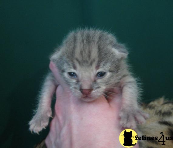 Savannah Kittens