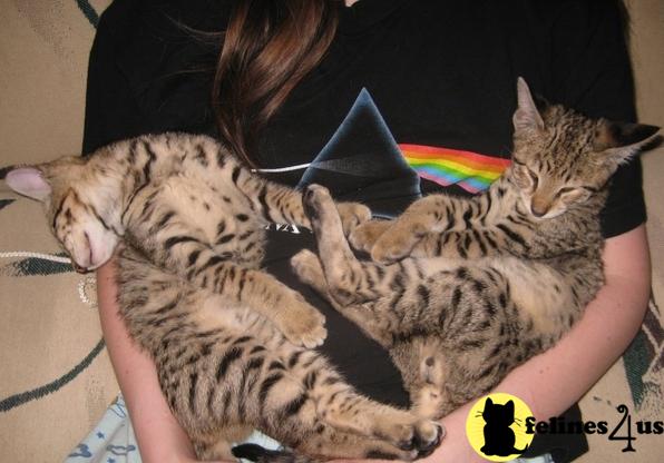 Cats for Sale