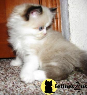 Himalayan Kittens