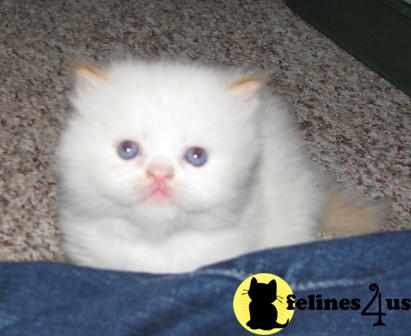 Himalayan Kittens