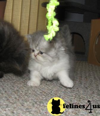 Persian Kittens
