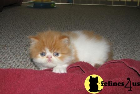 Persian Kittens