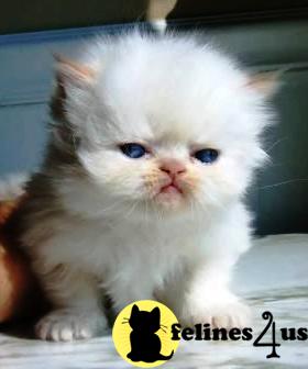Himalayan Kittens
