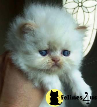 Himalayan Kittens