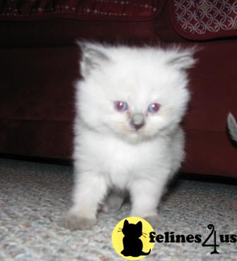 Himalayan Kittens