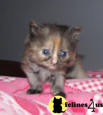 Persian Kittens
