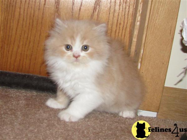 Kittens for Sale
