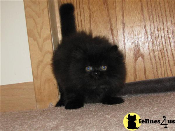 Kittens for Sale