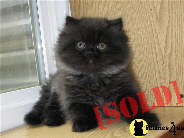 Cheerful Black Smoke Cat For Sale Image