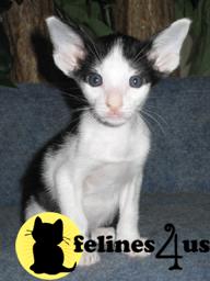 Lachtetals Cattery