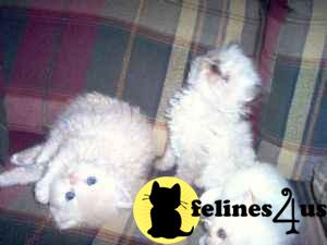 Kittens for Sale in Vermont